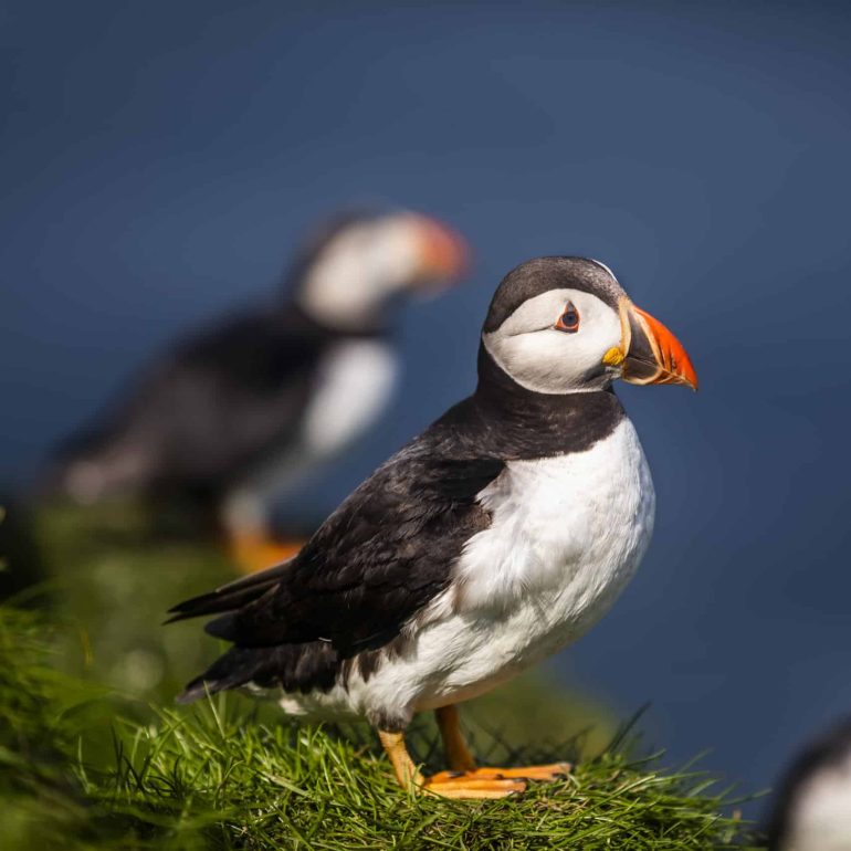 Atlantic Puffins on green grass in the summer.