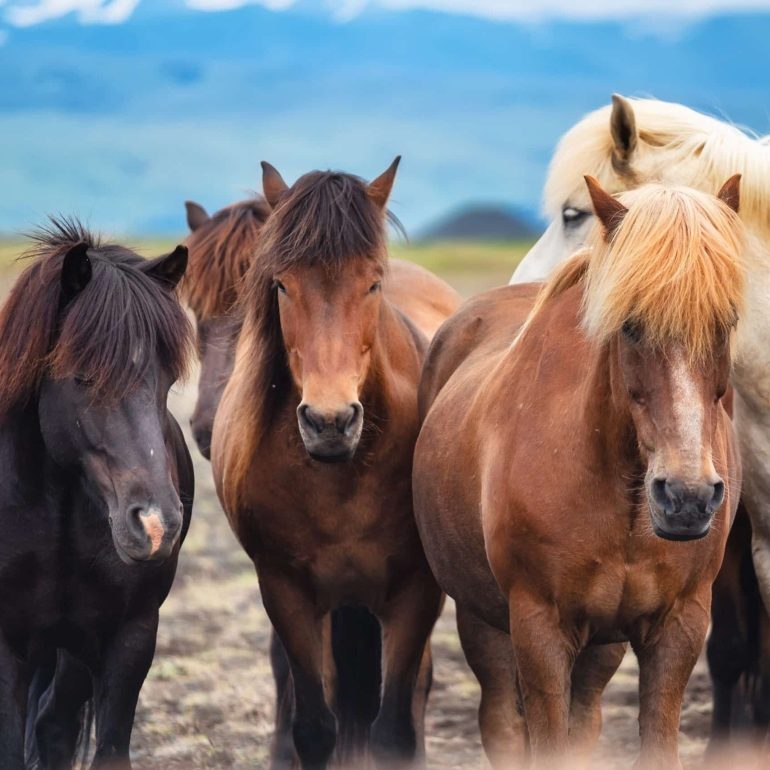 A group of multi-colored Icelandic horses outside.