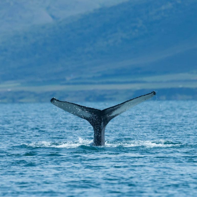 Cola de ballena jorobada, saliendo del océano en Islandia.