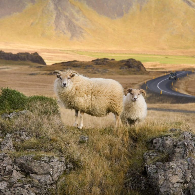 Icelandic sheep near the main coastal road on the south coast of Iceland.
