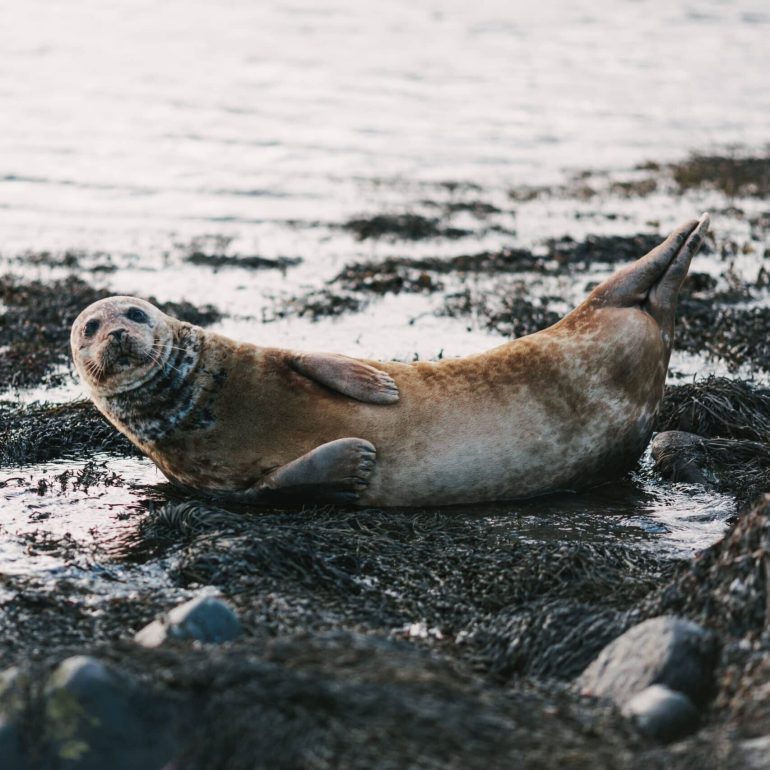 lobo marino tumbado en la costa con rocas y algas en ytri tunga, islandia