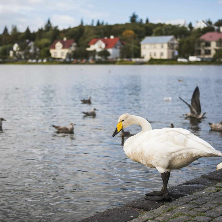 Cygne au lac Tjornin, Reykjavik, Islande,